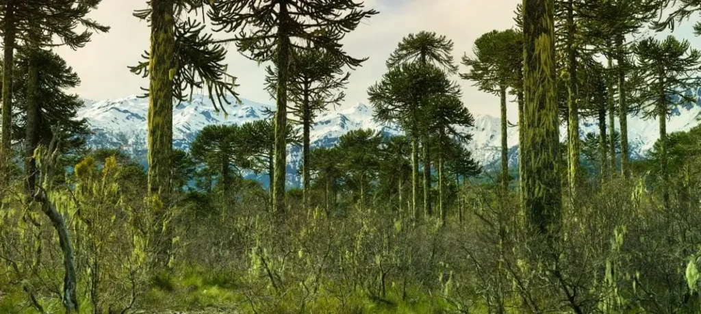 En La Araucanía se instala la primera Seremi regional de MinCiencia y nueva autoridad asume en Los Ríos y Los Lagos